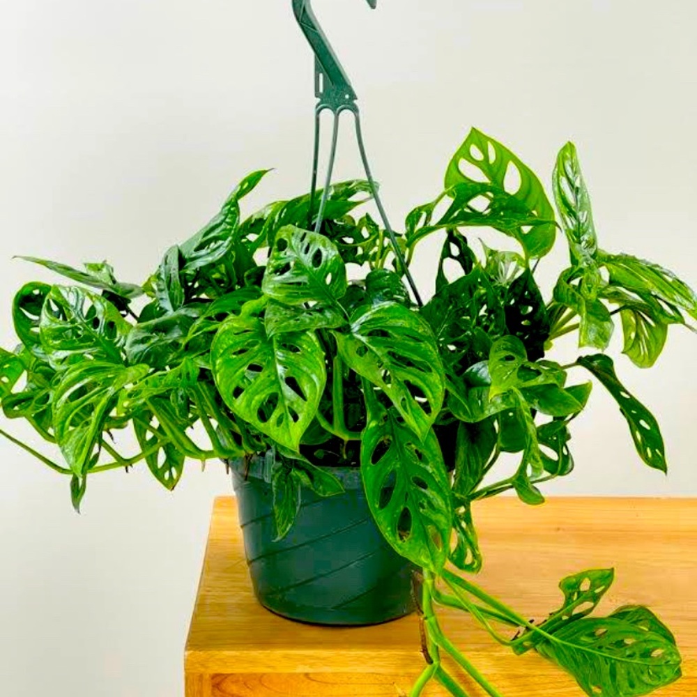 Adansonii Monstera Nodes